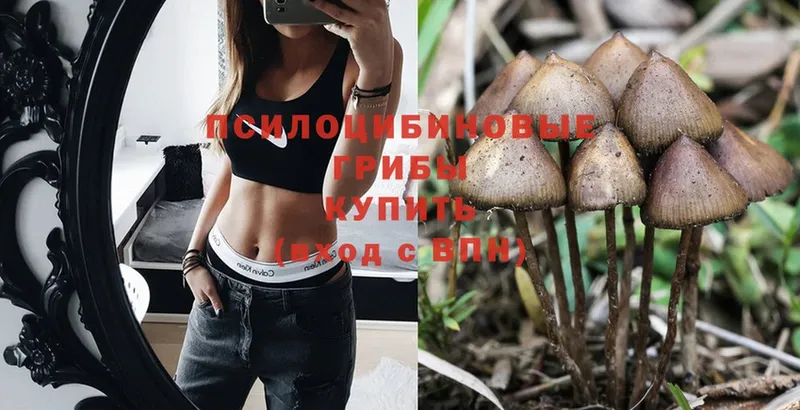 Галлюциногенные грибы Psilocybe  Бузулук 